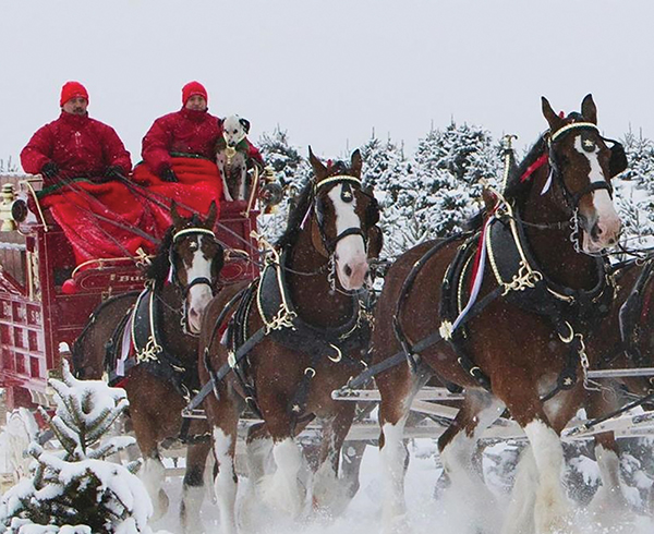 Budweiser Clydesdales Buck Rumor of Removal