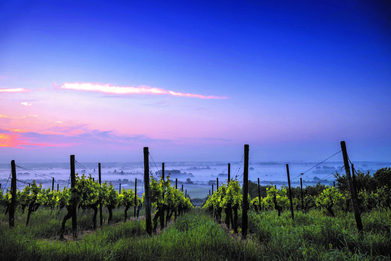 Rosé Season: Prepping for Success