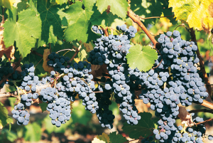 Cabernet Franc from the Loire Valley appellations such as Bourgeuil and Chinon.