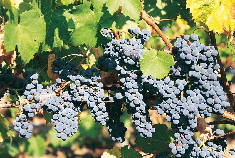 November’s Red Refresh: Red Wines Lighten Up