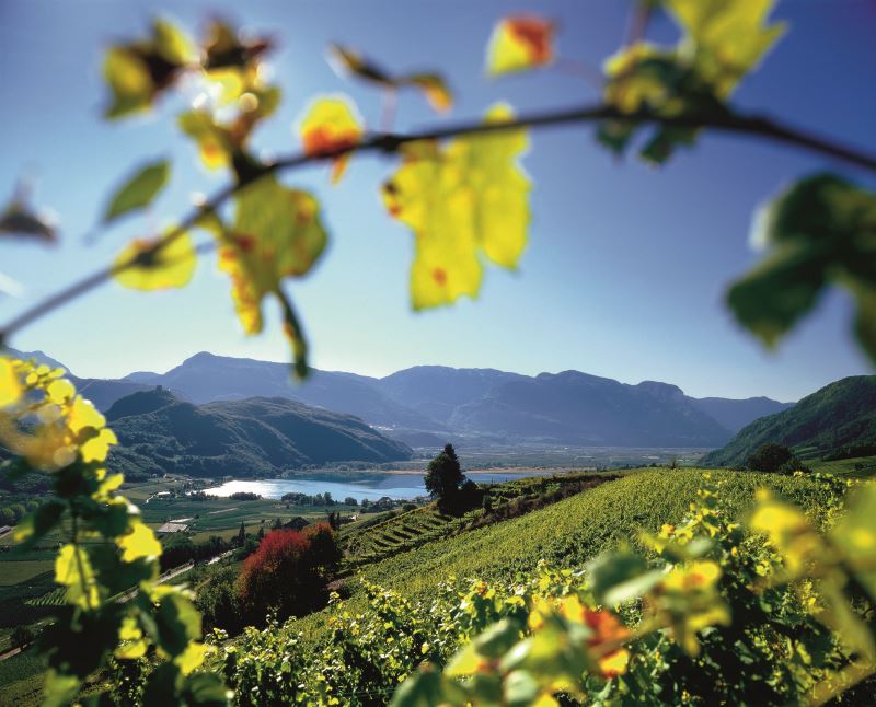 Guest Column: The Wines of Alto Adige-Südtirol