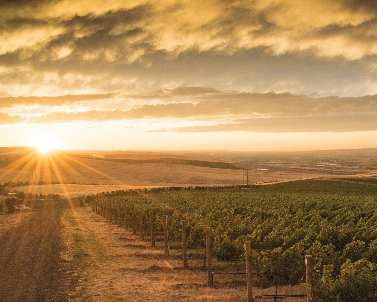 Wine Region Focus: How Washington Wins