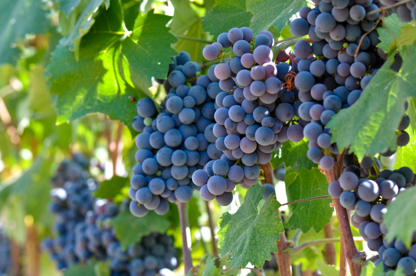 FOUR NEW CA VITICULTURAL AREAS ESTABLISHED