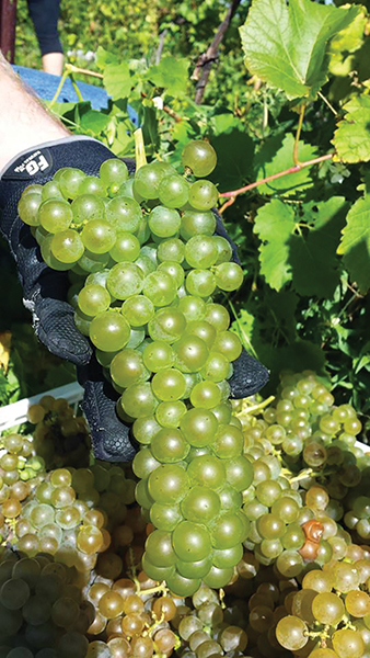Seyval Blanc being harvested at Gouveia Vineyards,
