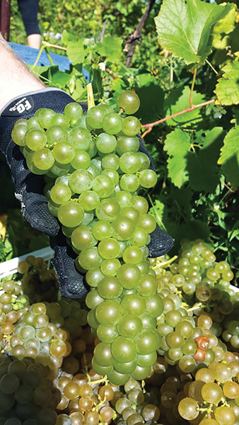 Guest Column: East Coast Wine Growing 101, A Look at Local Grapes