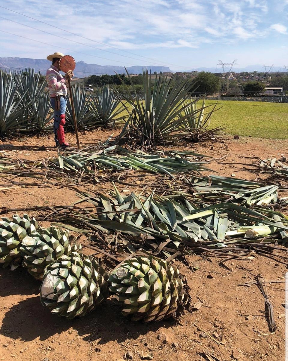 Beam Suntory Launches Regenerative Agave Program