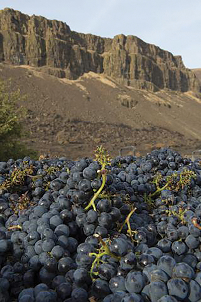 Washington State Announces Record Wine Grape Harvest for 2016