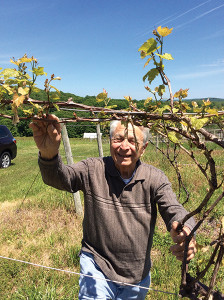 Dr. Paul DiGrazia checking buds.