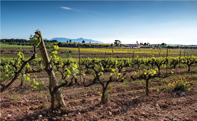 Wine Trend: The Importance of Vintage in Cava