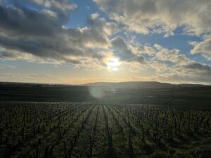 The Hill of Corton taken from Savigny-lès-Beaune. Photo by Jonathan Feiler.