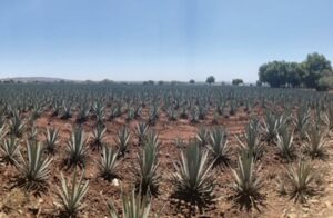 Agave fields during El Tesoro visit.