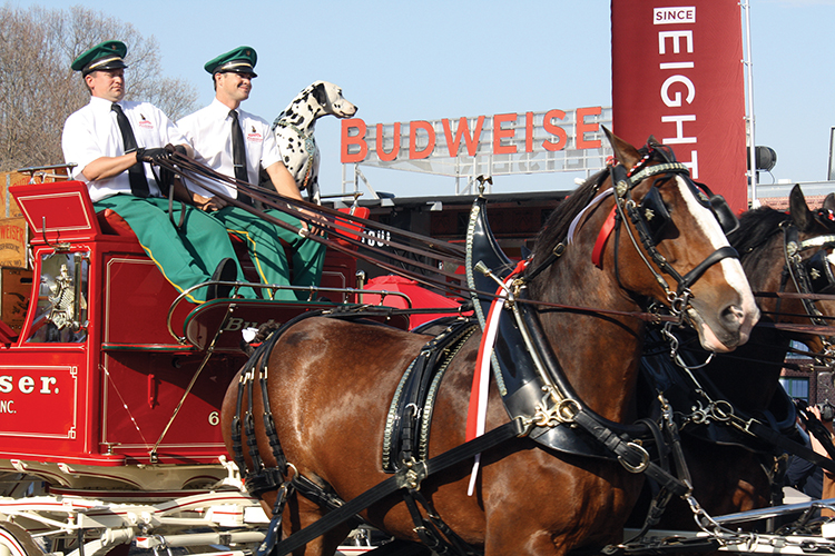 Budweiser Clydesdales Appear at Dichello to Honor Veterans