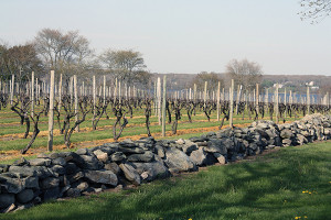 View of the vines.