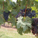 The grape vines at Stonington Vineyards
