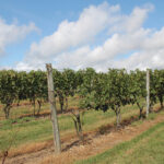 The grape vines at Stonington Vineyards