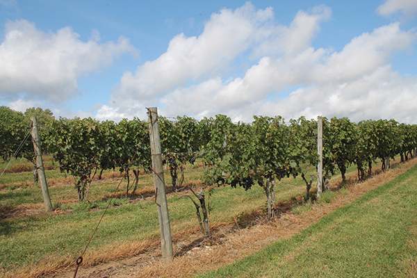 The grape vines at Stonington Vineyards