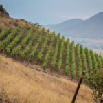 A view of the foothills of the mountain at Viña San Esteban in Chile.