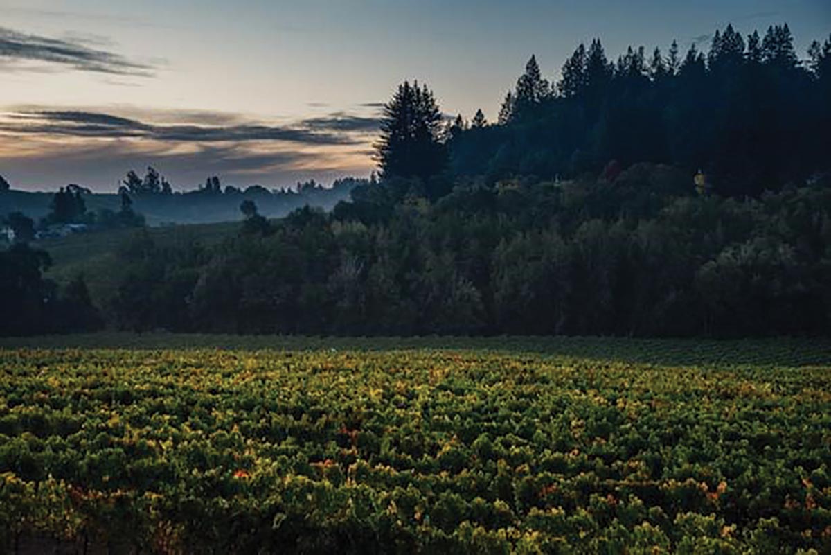 Duckhorn Wine Company Buys California’s Kosta Browne