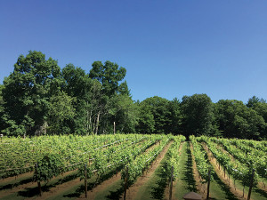 Nickle Creek Vineyard.