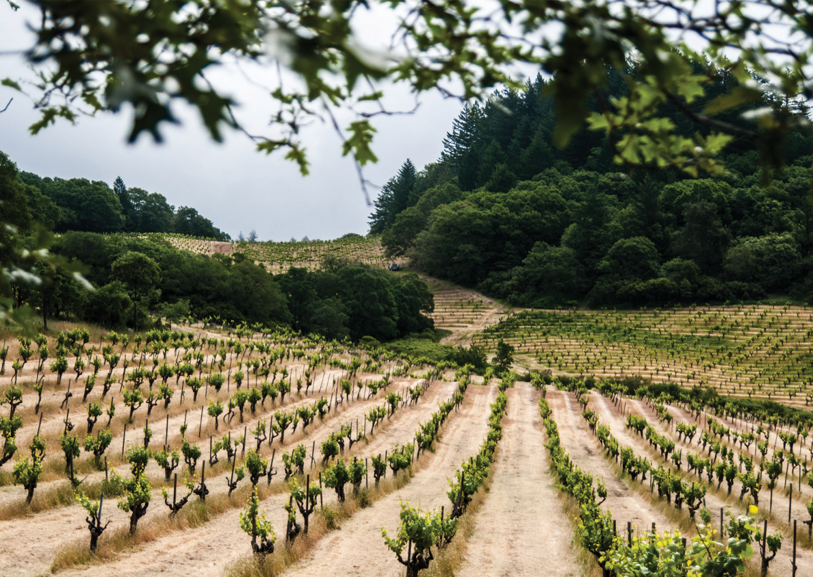 February Wine Focus: Napa’s New Era