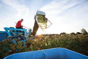 Paul Nunes harvesting at Newport Vineyards. Credit: Marianne Lee Photography.