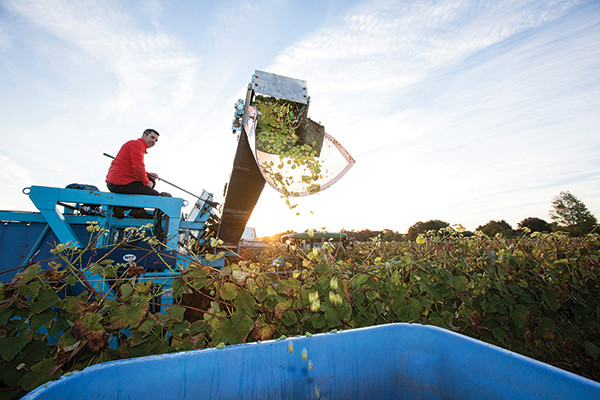 Paul Nunes harvesting at Newport Vineyards.