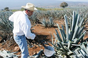 Phillip Soto Mares in the agave fields.