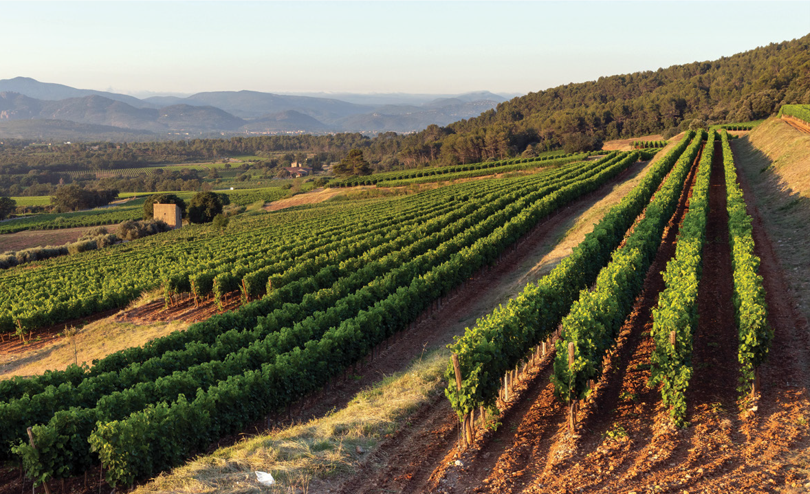 Climate Change Challenges Rosé Wines of Southern France