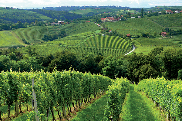 Worldwide Wines Offers New Entry from Slovenia to Connecticut