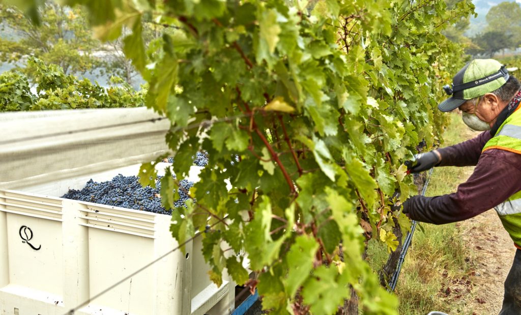 Harvest at Quintessa in Rutherford. Photograph courtesy of Quintessa