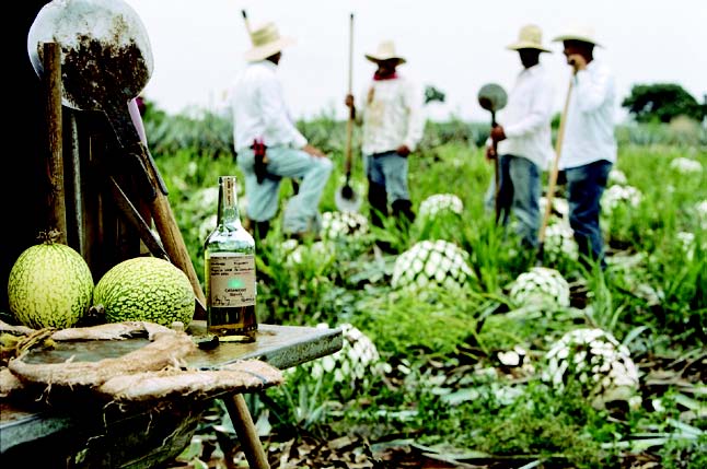 Agave fields, like this one supplying Casamigos, provide the distinctive raw material, which is then cooked, fermented and distilled. Alex Gabriel Mendoza competes in the 2017 Road to the Hacienda Challenge, sponsored by Tequila Herradura; participants were tasked with creating a twist on a classic cocktail.