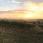 Vineyards at the Angelini Estate in San Lorenzo in Campo. 