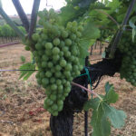 Grapes at the Angelini Estate vineyard.