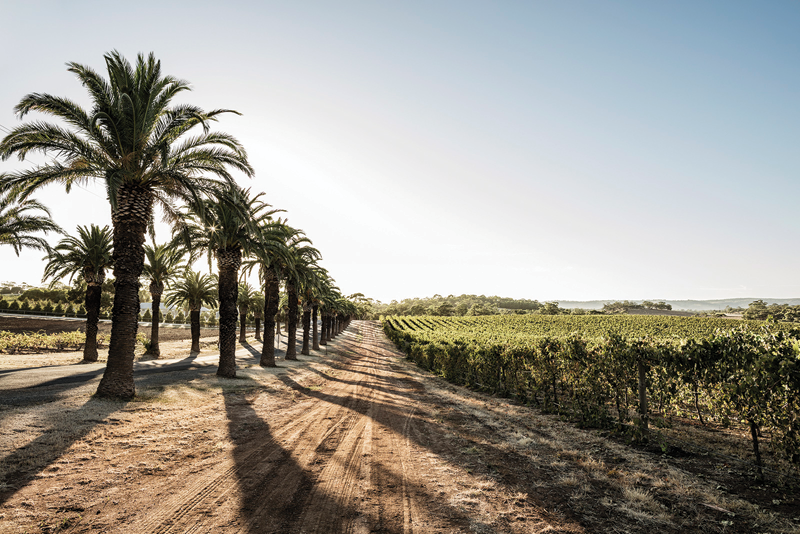 Region Focus: Barossa’s Return to Cool