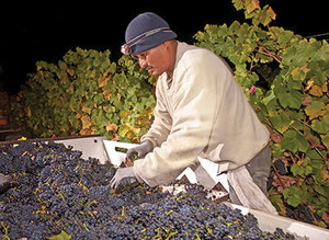 california wine harvest