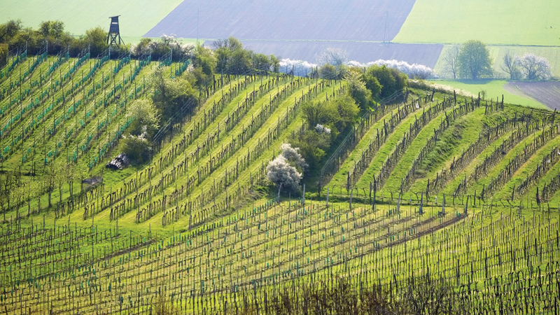 Wine Focus on Austria: The Future Is Now