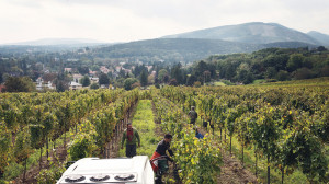 Harvest at Weingut Zahel in Vienna; with about 1,700 acres of vineyards inside its city limits, Vienna is perhaps the world’s only major capital city that produces wine.