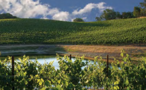 Dry Creek Vineyard, in Sonoma's Dry Creek Valley, excels in Sauvignon Blanc and Zinfandel from their estate vineyards, but their secret weapon wine is Chenin Blanc from Clarksburg.