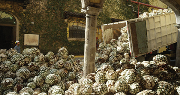 Ford, Jose Cuervo Partner to Make Car Parts from Agave