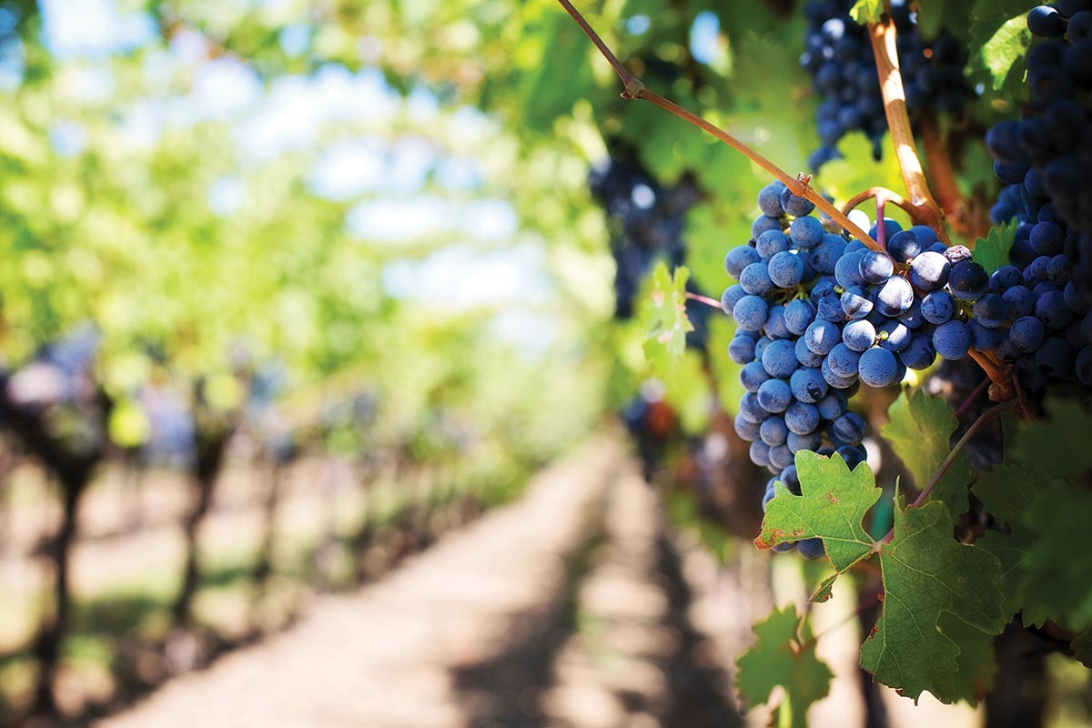 Italy Falls Below France in Wine Production