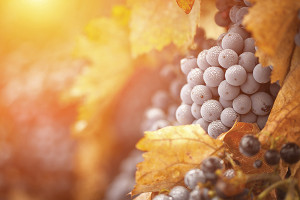 Lush, Ripe Wine Grapes with Mist Drops on the Vine Ready for Harvest.