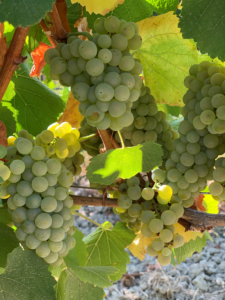 Grechetto on the vine. Photo by Ryan Robinson