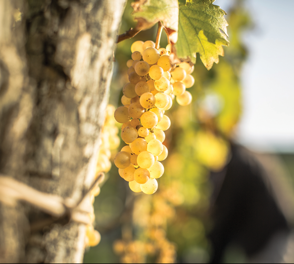 Wine Region Focus: Eastern Treasures