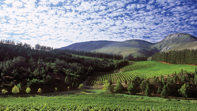 January Wine Focus: Cool Climate South Africa