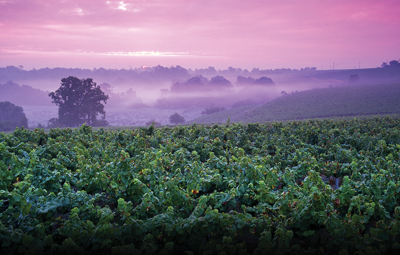 Loire’s Pink Pedigree