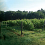 Mulberry Vineyards