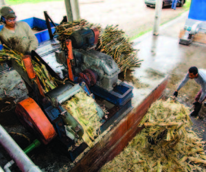 Fresh-cut cane being processed at Novo Fogo.