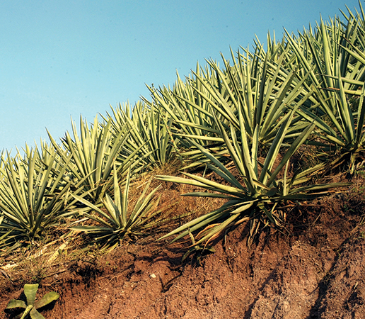 Agave: The Spoils of Success