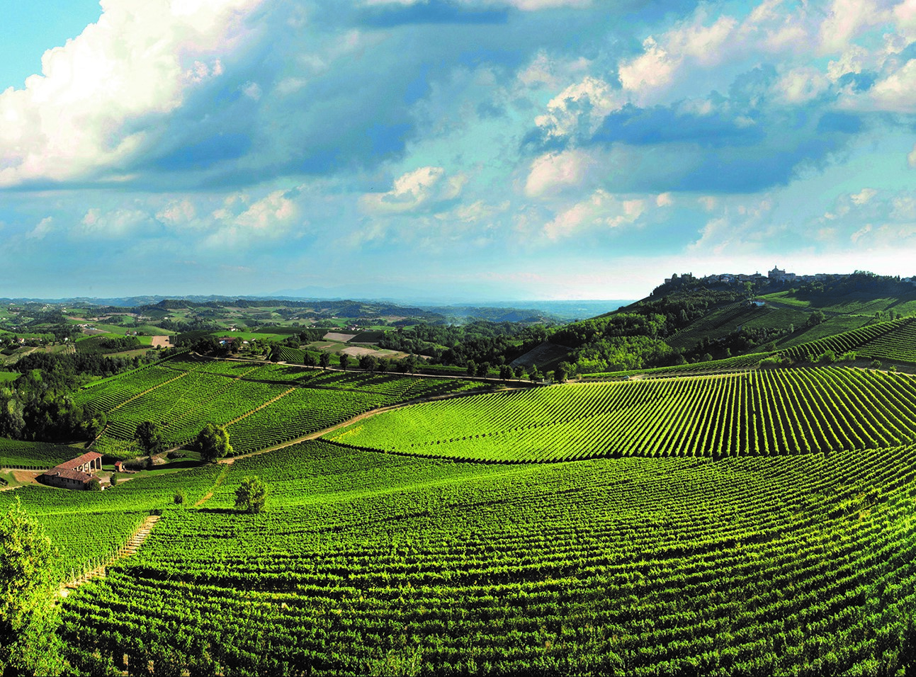 Region Focus: Piedmont’s Daily Reds