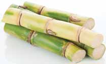 sugarcane